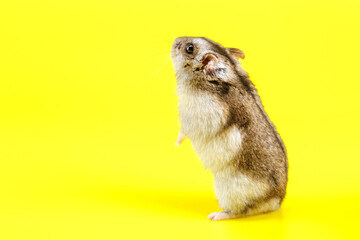 Dwarf gray hamster isolated on yellow background.Cute baby hamster, standing facing front.hamster eating food