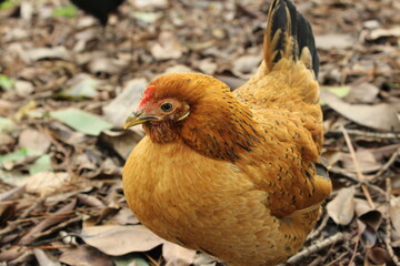 chicken in the farm