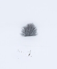 isolated tree in the snowfall in winter