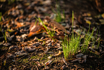 From angle detail of grass on autumn ground