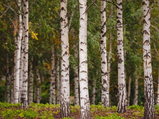 traditional forest of central Russia, summer cloudy day. central part of Moscow. Spring landscape with green birch trees.