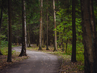 Obraz premium traditional forest of central Russia, summer sunset. Scenic forest of fresh green trees, beautiful park, summer landscape, birch grove, fir forest summer landscape