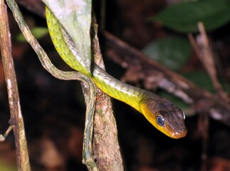 Chironius bicarinatus  is a genus of New World colubrid snakes commonly called sipos (after the Portuguese word cipó for liana), savanes, or sometimes vine snakes. Colubridae family. Amazon rainforest
