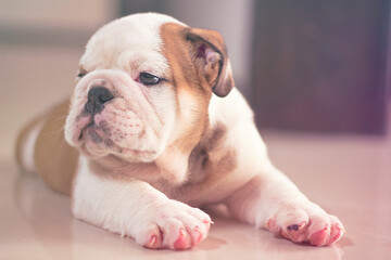 Fototapeta premium English Bulldog puppy is lying inside a house with a raised face showing his left profile, innocent and tender with his little pink paw prints.
