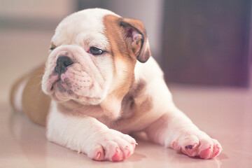 English Bulldog puppy is lying inside a house with a raised face showing his left profile, innocent and tender with his little pink paw prints.