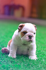 Fototapeta premium English Bulldog is white puppy with brown is sitting on the garden with a raised face looking at the camera. Innocent, serious and tender.
