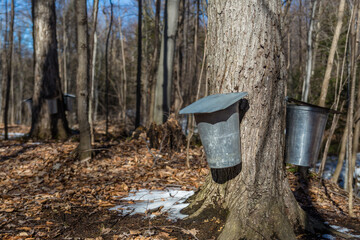 Obraz premium Maple Syrup Season