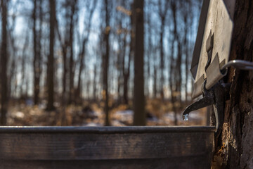 Maple Syrup Season