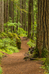 path in the forest