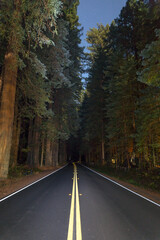 road in the forest at night