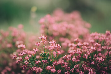 pink blossom