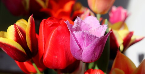 Fototapeta na wymiar bouquet of beautiful fresh spring flowers tulips close-up.