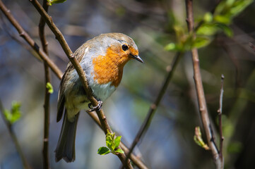 Robin on a branch gazing downwards