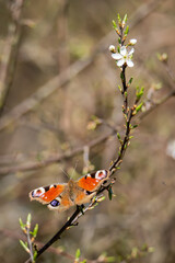 Peacock butterfly and the blossom of the Haw