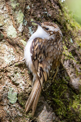 Tree Creeper bird on the base of a tree