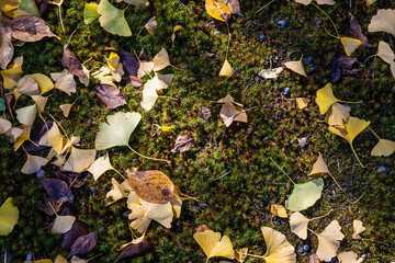 Japanese ginkgo leaves that have fallen to the ground in fall with splashes of sunlight coming through the trees.