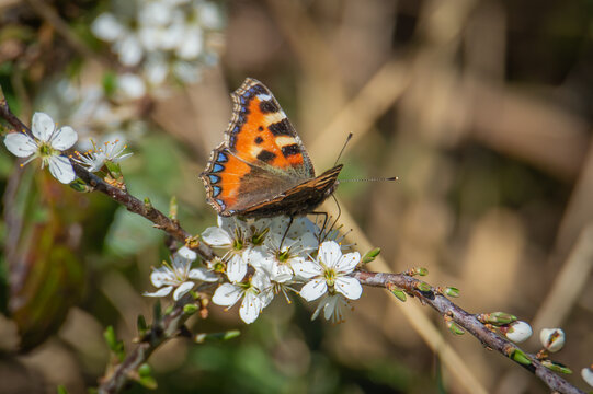 Small Tortoiseshell butterfly on haw blossoms
