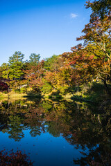 Fall colors around the pond at Kodaji Temple in Kyoto Japan with a mirror like reflection in the water in the early morning light.