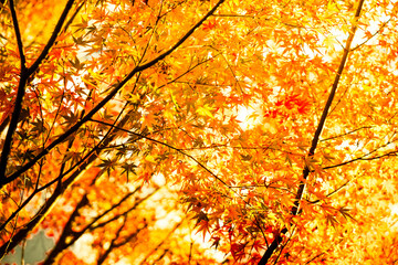 Trees full of fall colors at Kodaiji Temple in Kyoto Japan in daylight.