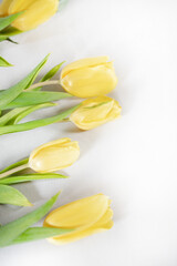 Multiple yellow tulips with focus and blurry ones on white background