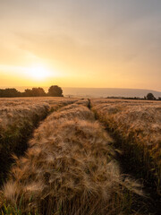 Country landscape on wheat field at sunset