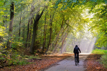 Radtfahrer Waldweg Herbst Nebel