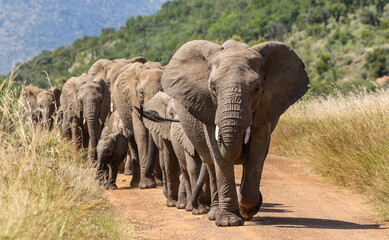 African Bush Elephant, Pilanesberg National Park