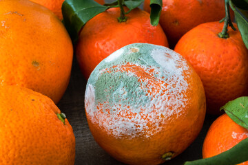 une orange pourries au milieu d'autres oranges - obrazy, fototapety, plakaty