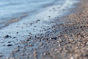 sandy beach dotted with small shells against the background of transparent sea water