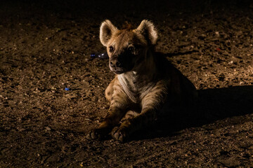 Hyena in the streets of Harar, Ethiopia. They gather every evening on a specific spot to be fed.
