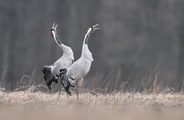 Common crane birds ( Grus grus )