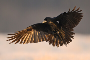 Raven bird ( Corvus corax ) in flight