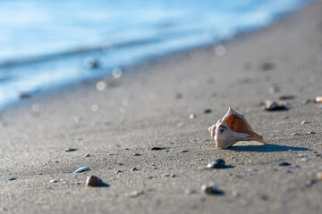 beautiful shell on a sandy beach, against the backdrop of a sea wave