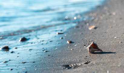 beautiful shell on a sandy beach, against the backdrop of a sea wave