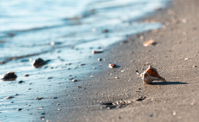 beautiful shell on a sandy beach, against the backdrop of a sea wave