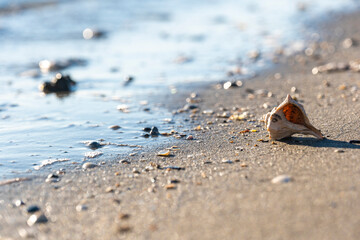beautiful shell on a sandy beach, against the backdrop of a sea wave