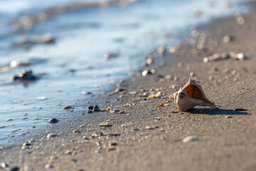 beautiful shell on a sandy beach, against the backdrop of a sea wave
