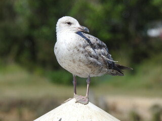 Seagull is standing on a triangular top