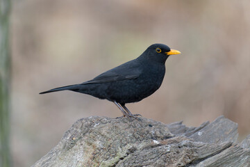 Blackbird, Turdus merula