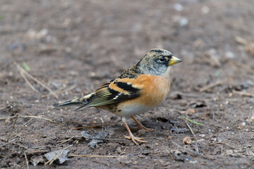 Brambling, Fringilla montifringilla