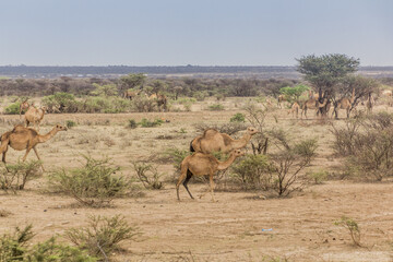 Fototapeta na wymiar Camels in the eastern Ethiopia near Jijiga