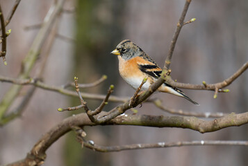 Brambling, Fringilla montifringilla