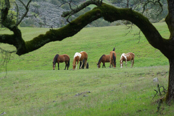Six Horses Grazing on Green Mountain Pasture