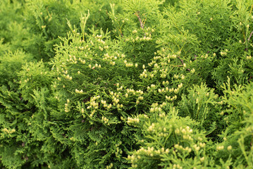 small green cones at a hedge of arborvitae