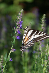 Fototapeta na wymiar Western Tiger Swallowtail Butterfly on Lupine Blossom