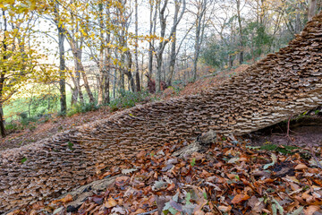 Close up of turkey tail (trametes versicolor) growing on a fallen tree in a forest