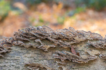 Close up of turkey tail (trametes versicolor) growing on a fallen tree in a forest
