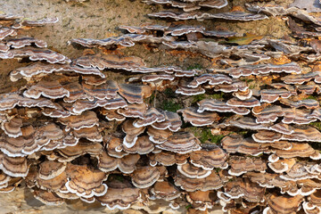 Close up of turkey tail (trametes versicolor) growing on a fallen tree in a forest