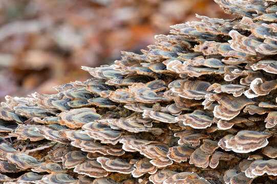 Close up of turkey tail (trametes versicolor) growing on a fallen tree in a forest