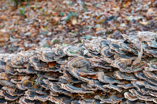 Close up of turkey tail (trametes versicolor) growing on a fallen tree in a forest